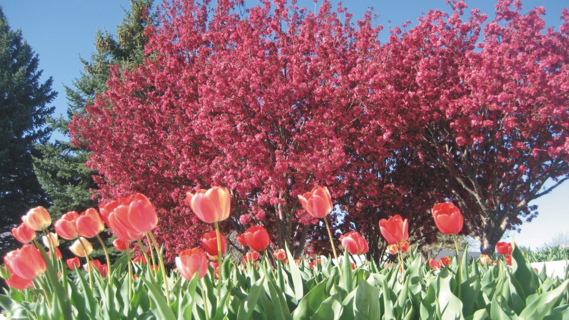 Tulips and crabapple trees in bloom