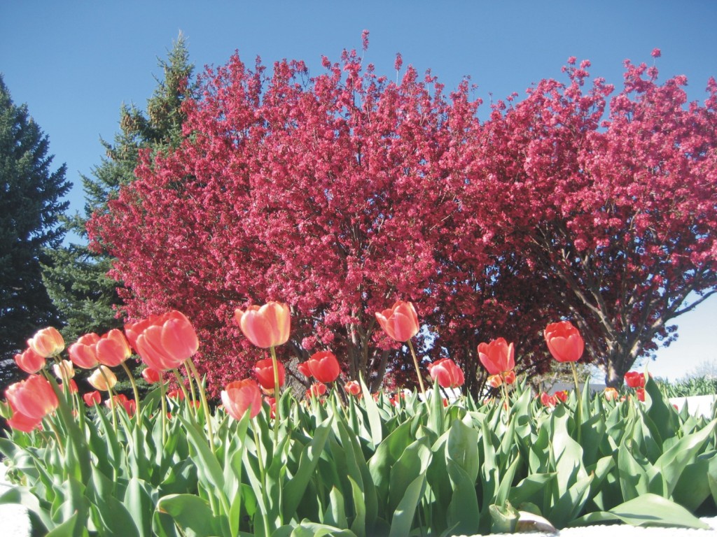 Tulips and crabapple trees in bloom