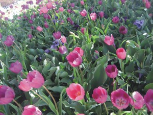 Gorgeous tulips